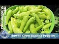 How to grow banana peppers progression growing guide