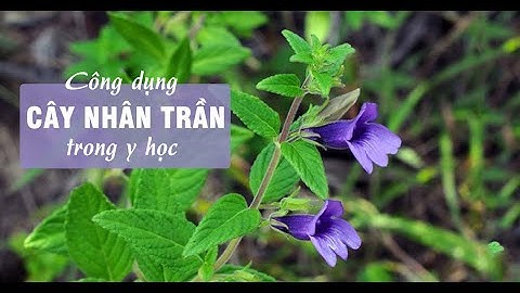 1 tuần uống bao nhiêu lần nuóc nhân trần năm 2024