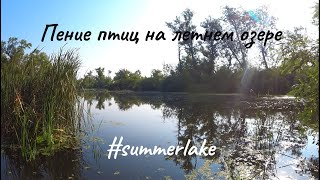 Voices of birds and croaking frogs at the summer lake. #пениептиц #кваканьелягушек