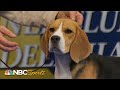 National dog show 2023 hound group full judging  nbc sports