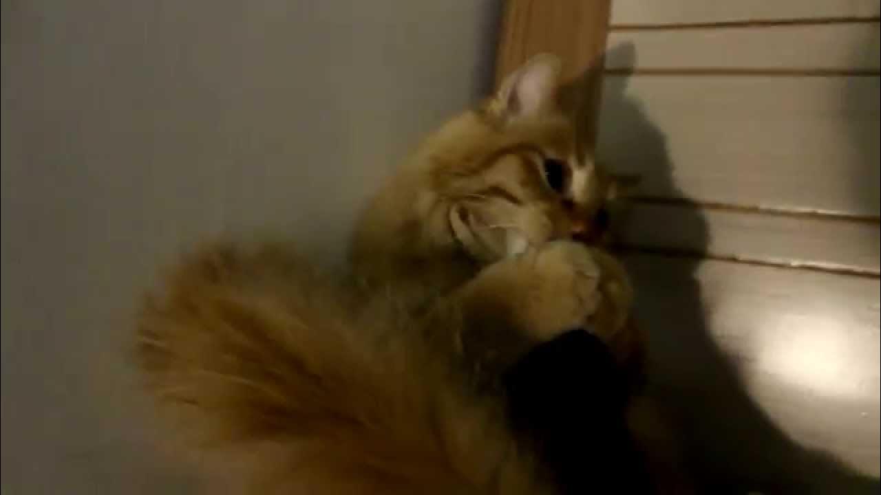 Кот и пылесос 2(Cat and vacuum cleaner 2) - YouTube