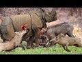 Angry  Mother  Warthog Fights Back  Rhino  To  Save  Her  Baby _  Warthog  Vs  Rhino