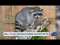 Want a pet raccoon? Tennessee lawmakers consider making it easier