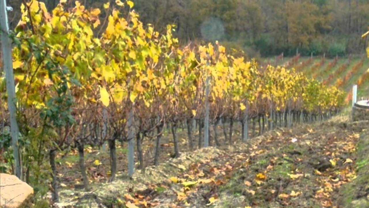 quintasoutullo.wmv