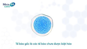 TẾ BÀO GỐC | Phần 1: Định nghĩa và các loại tế bào gốc