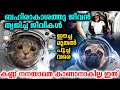 മനുഷ്യരേക്കാൾ മുൻപ് ബഹിരാകാശത്തേക്ക് പോയ ജീവികൾ | Animals Sent To Space