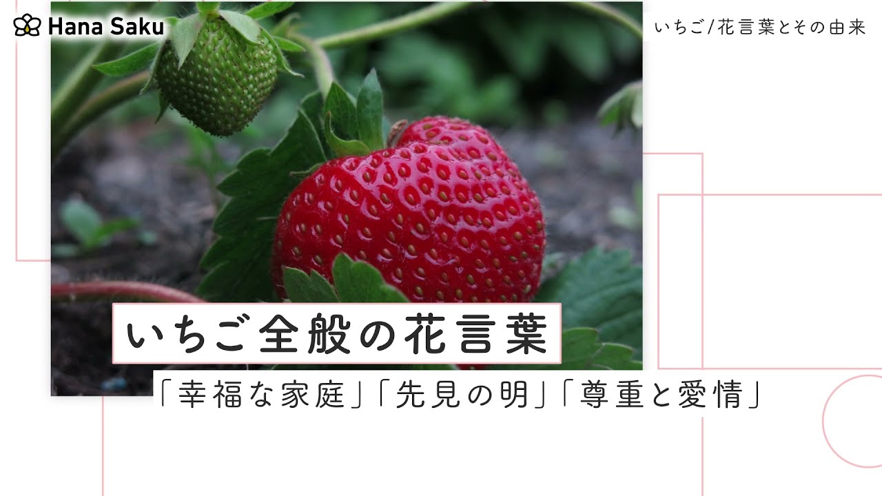 イチゴ 苺 の花言葉 由来や英語の花言葉 怖い意味もある Hanasaku