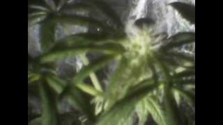CheeseBerry Experiment TheSocialGrow