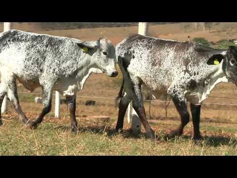 LOTE 60 • 5º LEILÃO GIROLANDO FAZENDA DIAMANTE • 747  737
