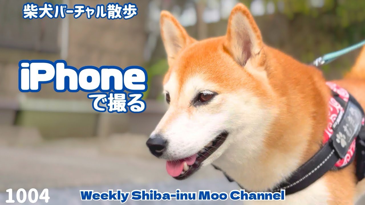 芝犬です。 柴犬♂2510D0965 - YouTube