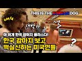 (ENG)🇰🇷국뽕장착★ 한국 강아지를 본 외국인 반응은? 한국에서 온 순무와 달리를 보고 개깜놀하는 미국인들! 이게 마 한국강아지다! 비숑 & 포메의 위상을 보아랏