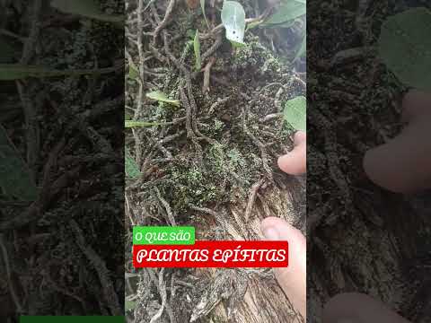 Vídeo: Epífita (planta): o que é e onde cresce