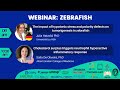 Webinar zebrafish as experimental model for research