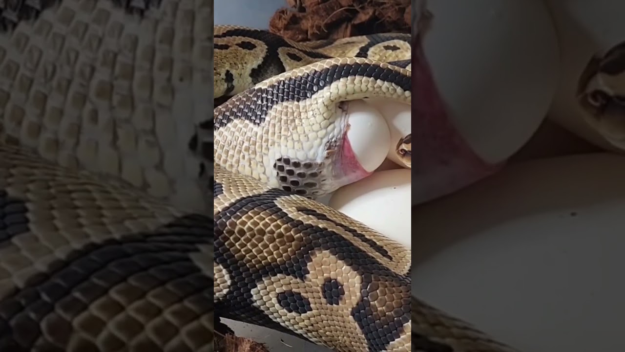 Snake Laying Egg (Ball Python)
