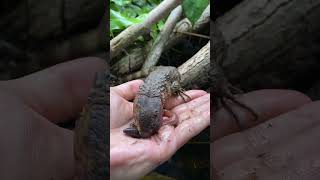 REXY ATE WORM SPAGHETTI IN MY HAND! Chinese Crocodile Lizard (Shinisaurus crocodilurus) #shorts