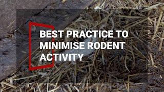 Rodent control on farms: Best practice to minimise activity