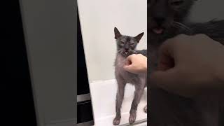 Утро с котами by Anna Rudakova 1,268 views 5 months ago 1 minute, 52 seconds