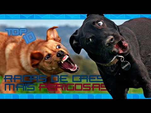 top-10-:-raÇas-de-cÃes-mais-perigosas-do-mundo!