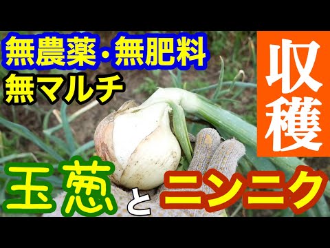 あんこ　ジャンボニンニク（生）M～Lサイズ 無農薬、無化成肥料　16kg _1024_240527143130.jpg
