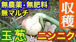 Natural farming 自然栽培 ニンニク ジャガイモ 食養生 Natural farming 自然栽培 ニンニク ジャガイモ 食養生 garlic