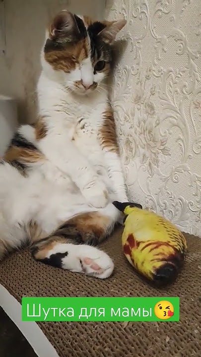 Шутка для мамы #cat #юмор #кошки #котик #shorts - YouTube