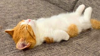 Amazing CATS Will Make You Feel Warm Inside 😺 Funniest Cat Videos