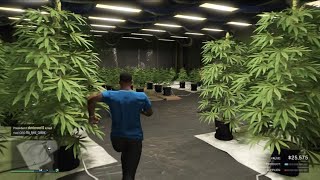 GTA 5 Online Daily Objectives (Sell Weed)