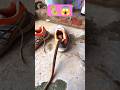 اوعى تلبس الجذمة Reels Fyp Viralvideo Shorts Explore حيوانات ثعبان Snake ثعابين Snakes اوعى تلبس الجذمة Reels Fyp Viralvideo Shorts Explore حيوانات ثعبان Snake ثعابين Snakes