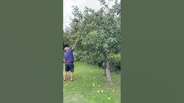 Apple harvest and clearing windfalls #timelapse #gardening #shorts #oddlysatisfying #satisfying