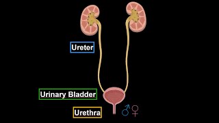Ureter, Urinary Bladder and Male/Female Urethra (Structures and Walls) - Urinary System Anatomy