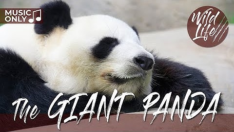 Gentle Guardians: A Heartwarming Journey with Giant Pandas, Melodies, and Nature