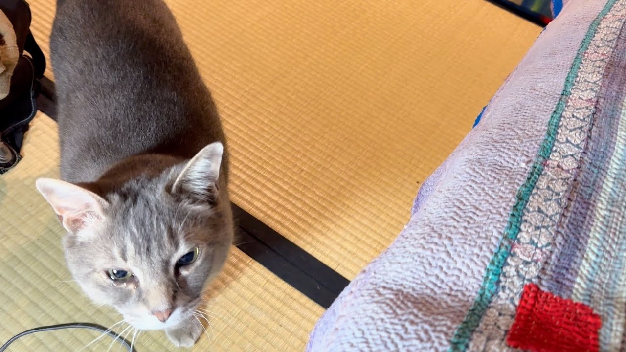 ニャ〜と、鳴いて下から上がって来て.. 何か言いたそうにまた下に降りてゆく猫・・・ - YouTube