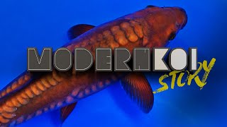 Modern Koi Story 2023 - Fotosession in der Anlage
