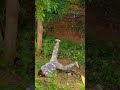 Army training commando short clip #shortvideo !!