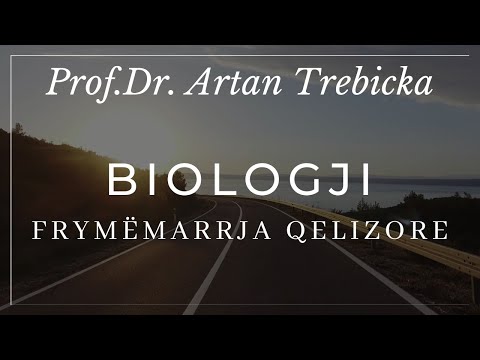 Video: A prodhohen të gjitha proteinat në citosol?