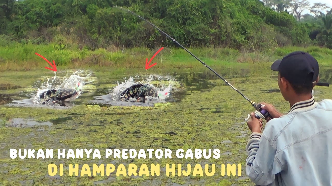 Sampai menyambar keluar.!! Predator terganas di hamparan hijau ini || ternyata bukan gabus