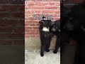 【熊】なぜサーカスのクマは２本足で歩くのか？【子熊】