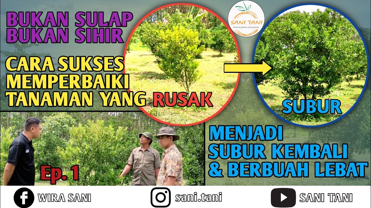 CARA SUKSES MEMPERBAIKI TANAMAN JERUK YANG RUSAK MENJADI SUBUR KEMBALI DAN BERBUAH LEBAT - EPISODE 1