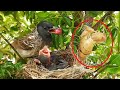 MOM Feeds Tomatis &amp; STRIP Mantis to Get Back POOP SAC | Bulbul Feeding baby Birds | EP 6 | Day 2