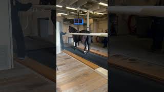 Equine Gait Analysis. #horse #equinemedicine #purdueuniversity #purdue #equinehealth #equinemedicine