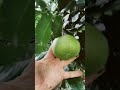 Super fat chocolate pudding fruit in florida eatyourbackyard