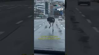 Ostrich On The Loose!