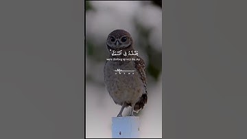 20 ثانية راحة نفسية هدية لك عزيزي القران الكريم #المصحف #القرآن_الكريم #سورة #quran #اكسبلور #تلاوة