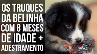 Belinha com 8 meses e já fazendo vários truques legais. Treinamento da Border Collie com adestrador!