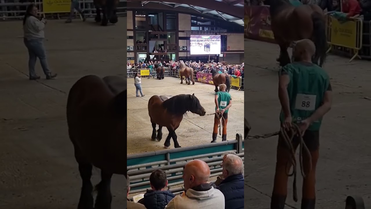 Sementales en el Concurso de Pola de Siero (Asturias).
