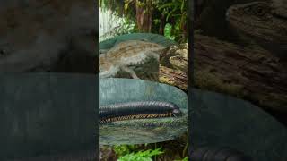 History of the earth short paleozoic, part, 3 visual