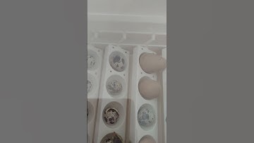 Quail hatching #quail #hatching #BabyBirds