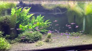 Rainbow shiner adults and young’s