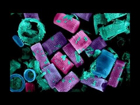 Diatomaceous Earth Under a Microscope