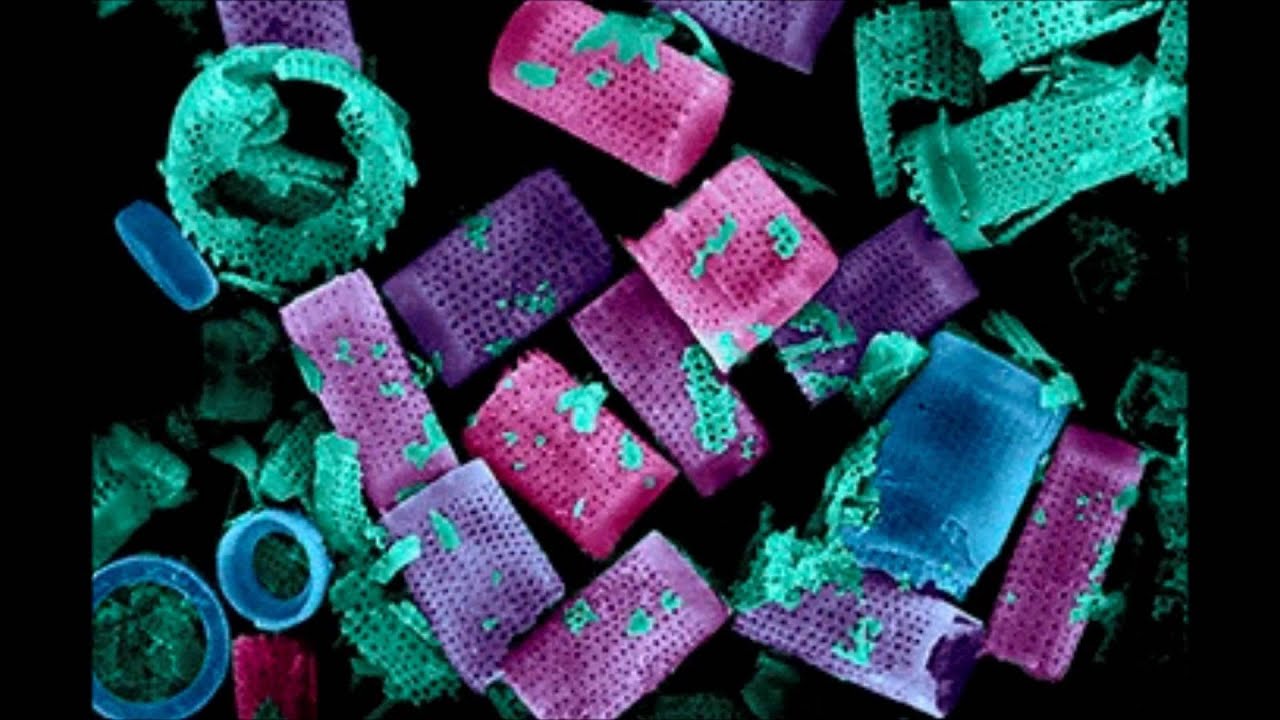 Diatomaceous Earth Under a Microscope YouTube